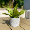 Bundle - Fern In Small Feather Planter