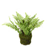 Artificial/Faux Fern in Soil