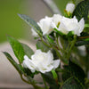 Azalea in Pot - White