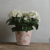 Hydrangea in Pot - Small - White