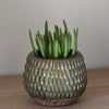 Green Armadillo Plant Pot - Small